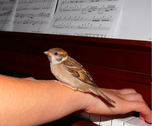 image representing a piano player with a bird, in a post related to music research, music technology and the YMusic search engine